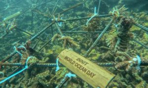 Merestorasi Terumbu Karang di Teluk Ekas